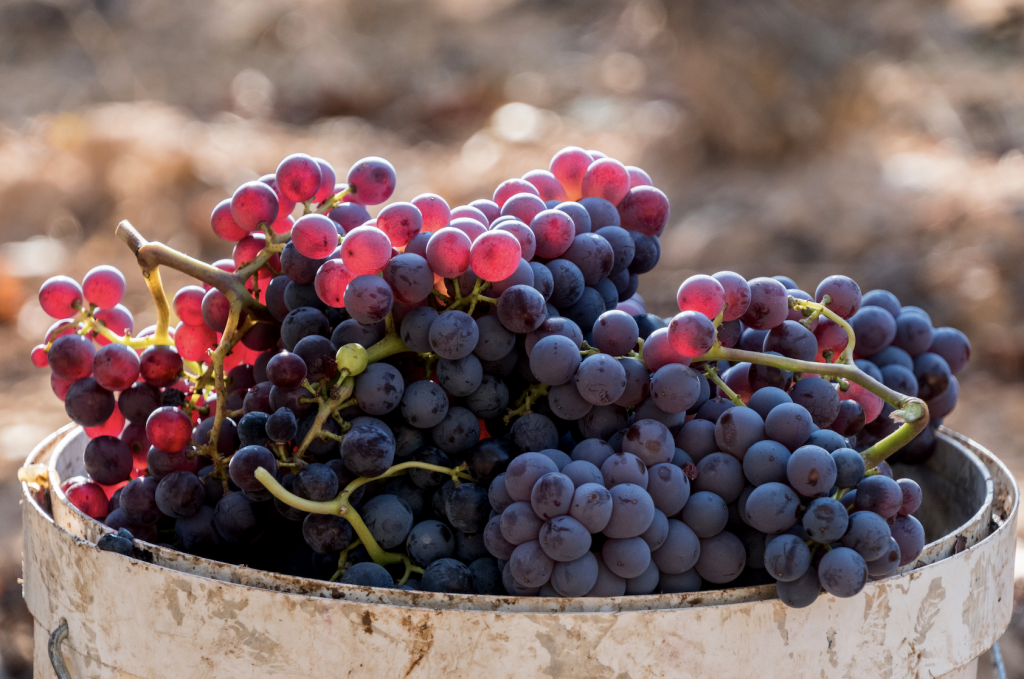 Harvested red grenache grapes during vintage season at Priorat wine making region, Tarragona, Spain